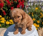 Small #13 Goldendoodle (Miniature)