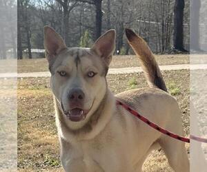 Siberian Husky-Unknown Mix Dogs for adoption in Yardley, PA, USA