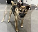 Small German Shepherd Dog Mix