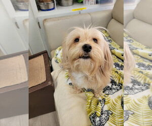 Leia - Female Maltese-Unknown Mix Dog for Adoption - Photo #2