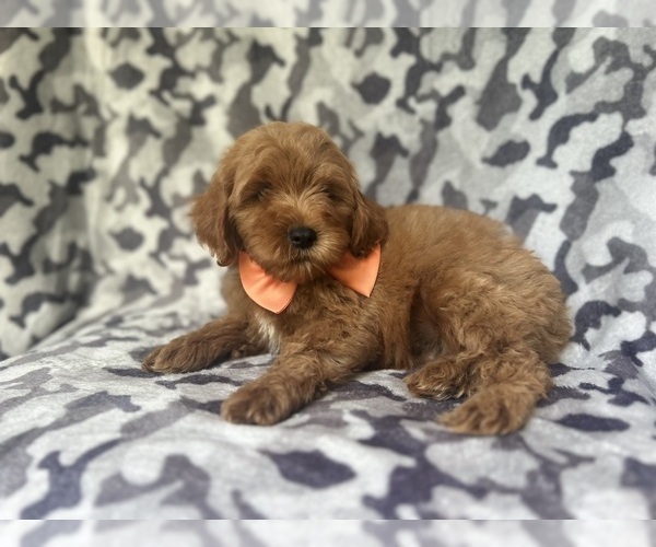 Medium Photo #8 Cock-A-Poo Puppy For Sale in LAKELAND, FL, USA
