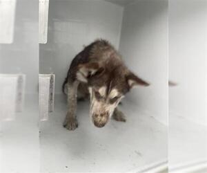 Siberian Husky Dogs for adoption in Houston, TX, USA