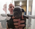 Frenchie - Male French Bulldog Puppy for Sale - Photo #9