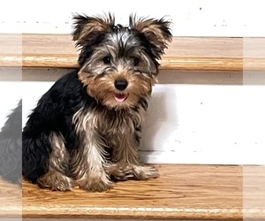 Yorkshire Terrier Puppy for sale in SOUTHBURY, CT, USA