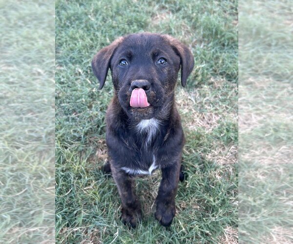 Medium Photo #5 Labrador Retriever-Unknown Mix Puppy For Sale in Flower Mound, TX, USA