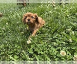 Small #7 Cavalier King Charles Spaniel