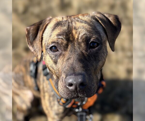 Medium Photo #7 Mutt Puppy For Sale in Fargo, ND, USA