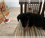 Small Photo #6 German Shepherd Dog Puppy For Sale in OREFIELD, PA, USA