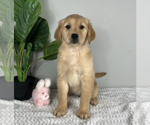 Golden Retriever Puppy for Sale in FRANKLIN, Indiana USA