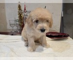 Small #14 Goldendoodle