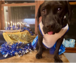 Small Photo #4 Basset Hound-Labrador Retriever Mix Puppy For Sale in Brooklyn Center, MN, USA