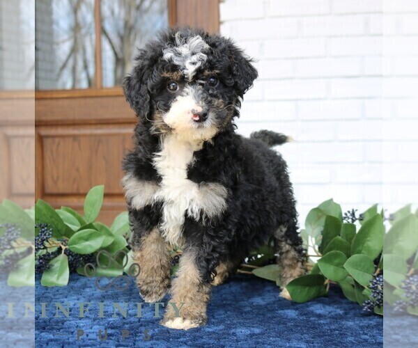 Medium Photo #3 Bernedoodle (Miniature) Puppy For Sale in PARADISE, PA, USA