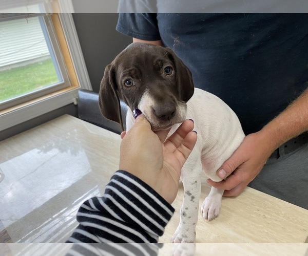 Medium Photo #2 German Shorthaired Pointer Puppy For Sale in COLUMBIA STA, OH, USA