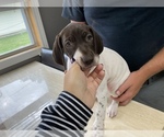 Small Photo #2 German Shorthaired Pointer Puppy For Sale in COLUMBIA STA, OH, USA