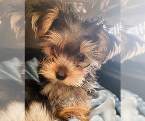 Yorkshire Terrier Puppy for Sale in THE WOODLANDS, Texas USA