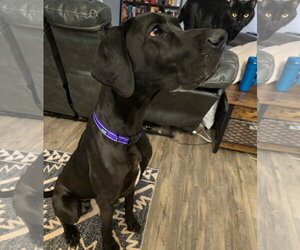 Gracie - Female Great Dane Dog for Adoption - Photo #6