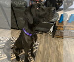Small Photo #6 Great Dane Puppy For Sale in Newfoundland, PA, USA