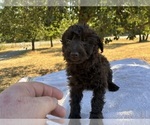 Small Photo #2 Aussiedoodle Miniature  Puppy For Sale in OKLAHOMA CITY, OK, USA