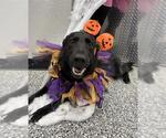 STRINGBEAN - Female German Shepherd Dog Dog for Adoption - Small photo