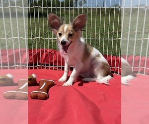 Papillon Puppy for sale in SULPHUR SPRINGS, TX, USA