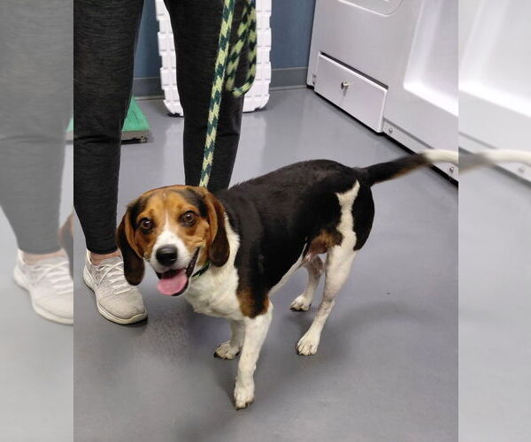 Medium Photo #3 Beagle Puppy For Sale in South Bend, IN, USA