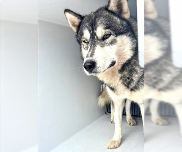 Medium Photo #2 Siberian Husky Puppy For Sale in Houston, TX, USA