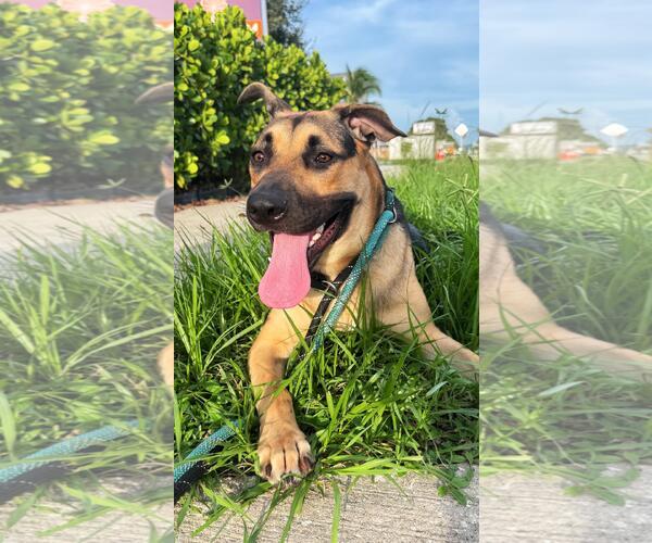 Medium Photo #7 German Shepherd Dog Puppy For Sale in Pompano Beach , FL, USA