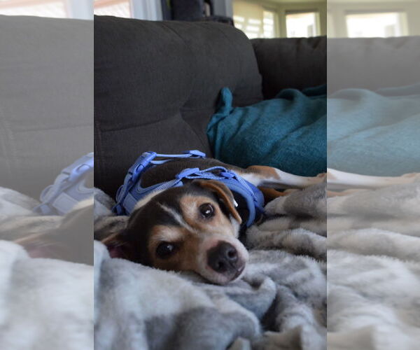 Medium Photo #4 Beagle-Unknown Mix Puppy For Sale in Apple Valley, CA, USA