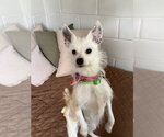 Small #1 Mutt
