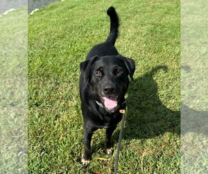 Tyson - Male Rottweiler-Unknown Mix Dog for Adoption - Photo #2