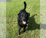 Small Photo #2 Rottweiler-Unknown Mix Puppy For Sale in Evansville, IN, USA