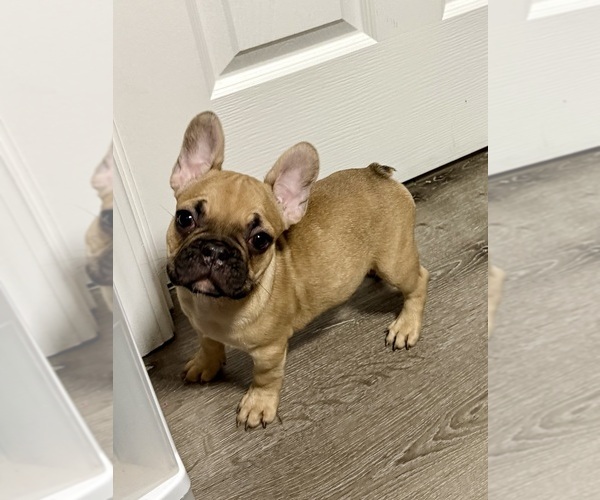 Medium Photo #1 French Bulldog Puppy For Sale in NAPLES, FL, USA