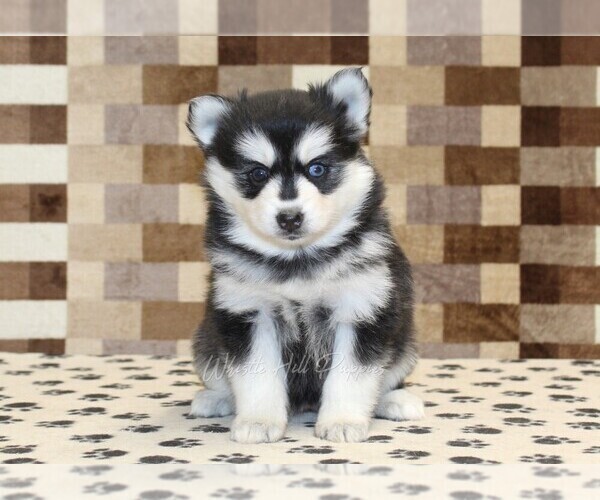 Medium Photo #3 Pomsky Puppy For Sale in DENVER, PA, USA