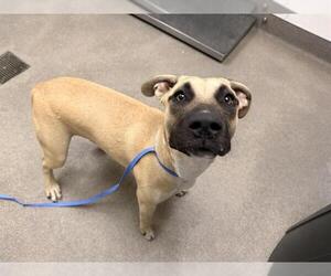 Mastiff-Unknown Mix Dogs for adoption in HESPERIA, CA, USA