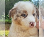 Small Australian Shepherd