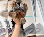 Small Photo #25 Yorkshire Terrier Puppy For Sale in RANCHO BERNARDO, CA, USA