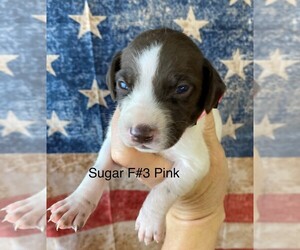 German Shorthaired Pointer Puppy for sale in GREENVILLE, SC, USA