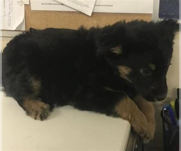 Medium Photo #1 German Shepherd Dog-Unknown Mix Puppy For Sale in Conroe, TX, USA