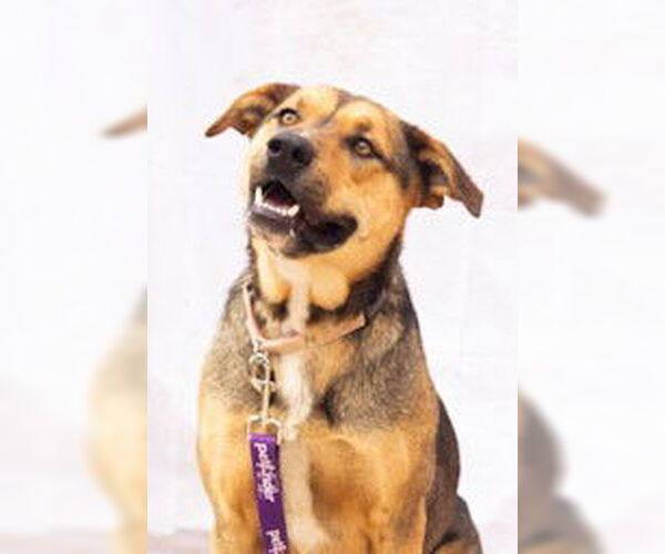 Medium Photo #3 American Staffordshire Terrier-German Shepherd Dog Mix Puppy For Sale in Cottonwood, AZ, USA