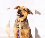 Small #2 American Staffordshire Terrier-German Shepherd Dog Mix