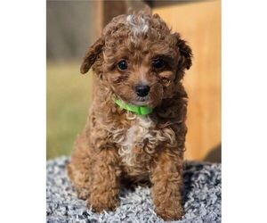 Cavapoo (Miniature) Puppy for sale in MILLERSTOWN, PA, USA