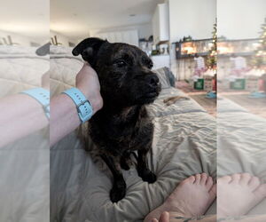 Mutt Dogs for adoption in Lakewood, CO, USA