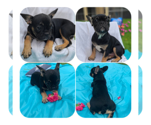 French Bulldog Puppy for sale in MIAMI BEACH, FL, USA