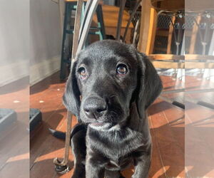 Labbe Dogs for adoption in Wheaton, IL, USA