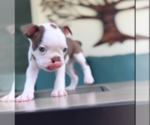 Puppy Beige Boston Terrier