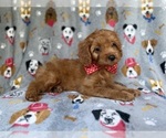 Small #3 Cavapoo (Miniature)