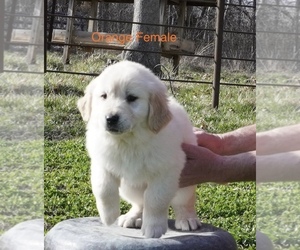 Golden Retriever Puppy for sale in CEDAR GAP, MO, USA