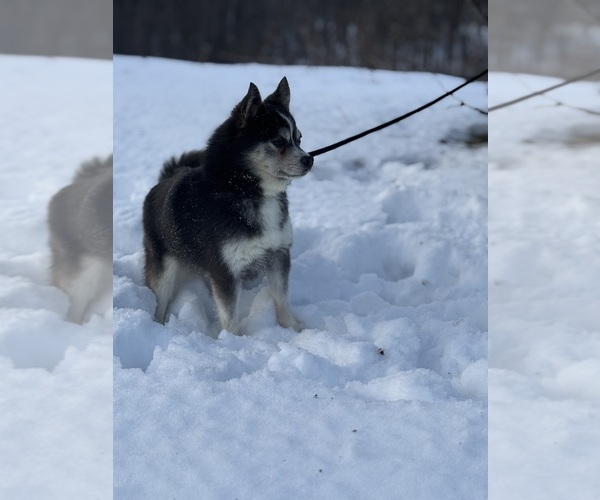 Medium Photo #1 Alaskan Klee Kai-Pomsky Mix Puppy For Sale in STAPLES, MN, USA