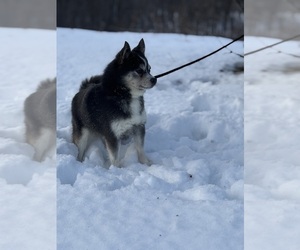 Mother of the Alaskan Klee Kai-Pomsky Mix puppies born on 07/18/2026