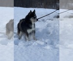 Small Photo #1 Alaskan Klee Kai-Pomsky Mix Puppy For Sale in STAPLES, MN, USA